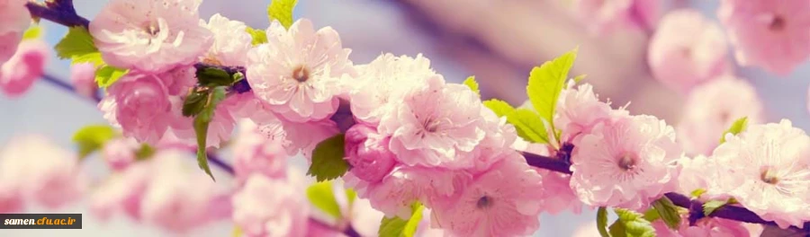 فرا رسیدن بهار