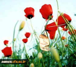 ثبت اطلاعات فردی دانشجویان ایثارگر
دانشجویان پیوسته و ناپیوسته