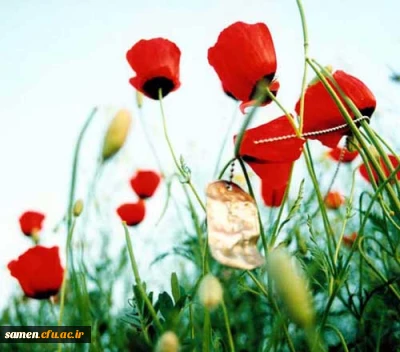 ویژه دانشجویان پیوسته و ناپیوسته 

اطلاعیه ثبت اطلاعات دانشجویان شاهد و ایثارگر (پیوسته و ناپیوسته)